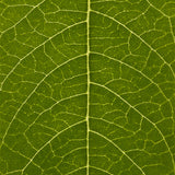 Close-up of a green leaf with detailed vein structure