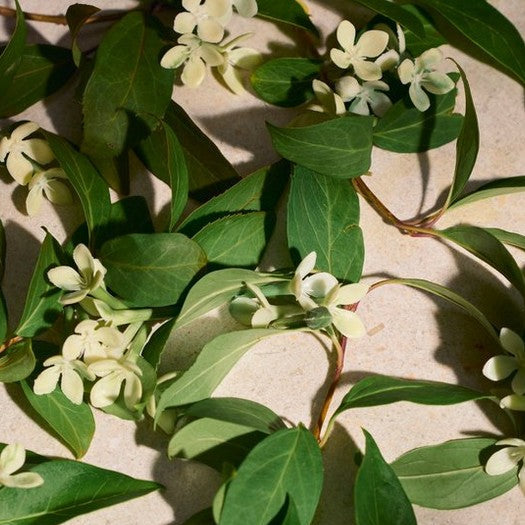 The Body Shop Full Orange Blossom Eau de Parfum