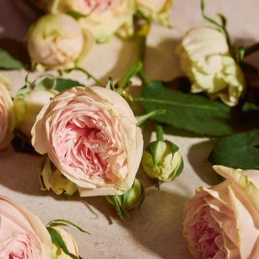 The Body Shop Full Rose Eau de Parfum